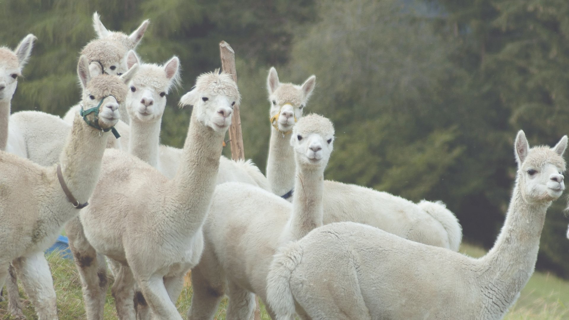 Lama & Alpaca Trekking