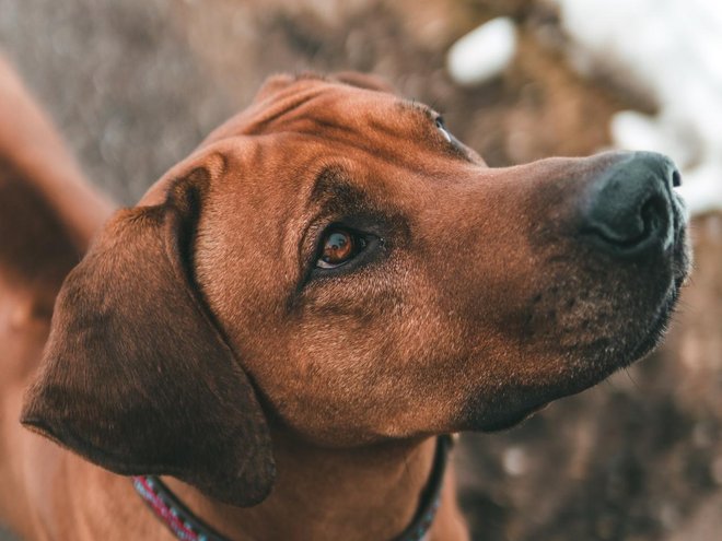 Urlaub mit Hund Südtirol: Tratterhof Mountain Sky Hotel Urlaub mit Hund Südtirol: Tratterhof Mountain Sky Hotel
