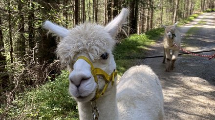 Lama su un sentiero nel bosco Guida una lama su un sentiero nel bosco.