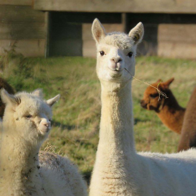 Lama- und Alpakatrekking rund um den Tratterhof Lama- und Alpakatrekking rund um den Tratterhof