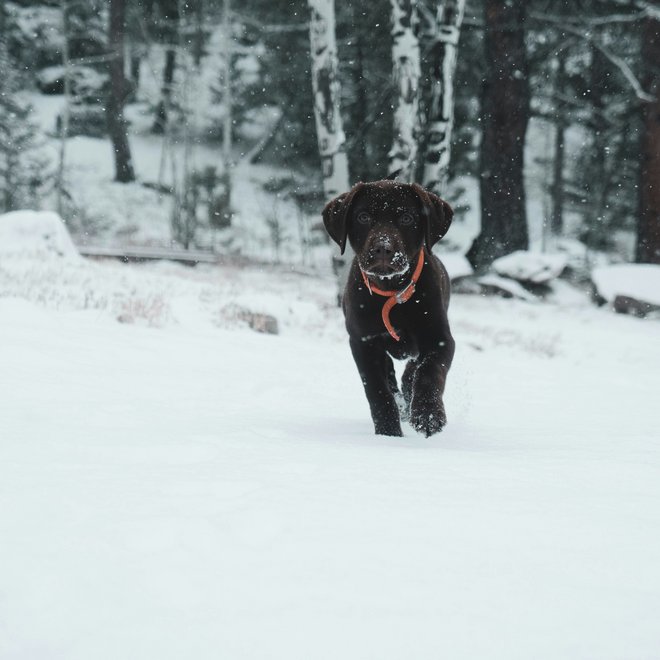 Urlaub mit Hund Südtirol: Tratterhof Mountain Sky Hotel Urlaub mit Hund Südtirol: Tratterhof Mountain Sky Hotel