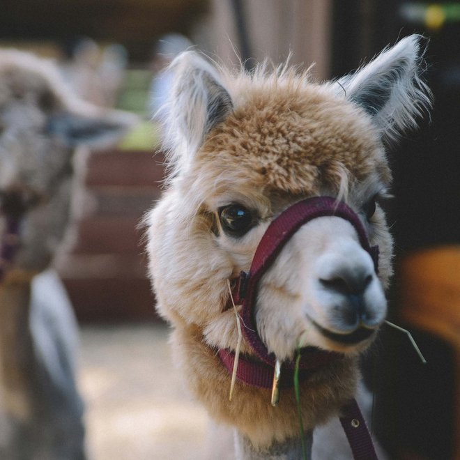 Lama- und Alpakatrekking rund um den Tratterhof Lama- und Alpakatrekking rund um den Tratterhof