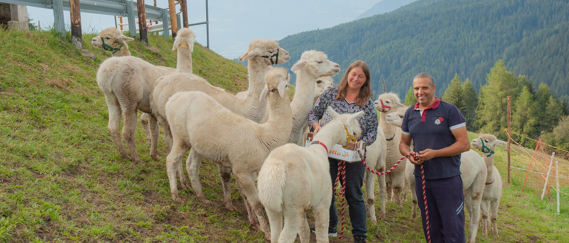 Lama & Alpaka Trekking Lama & Alpaka Trekking