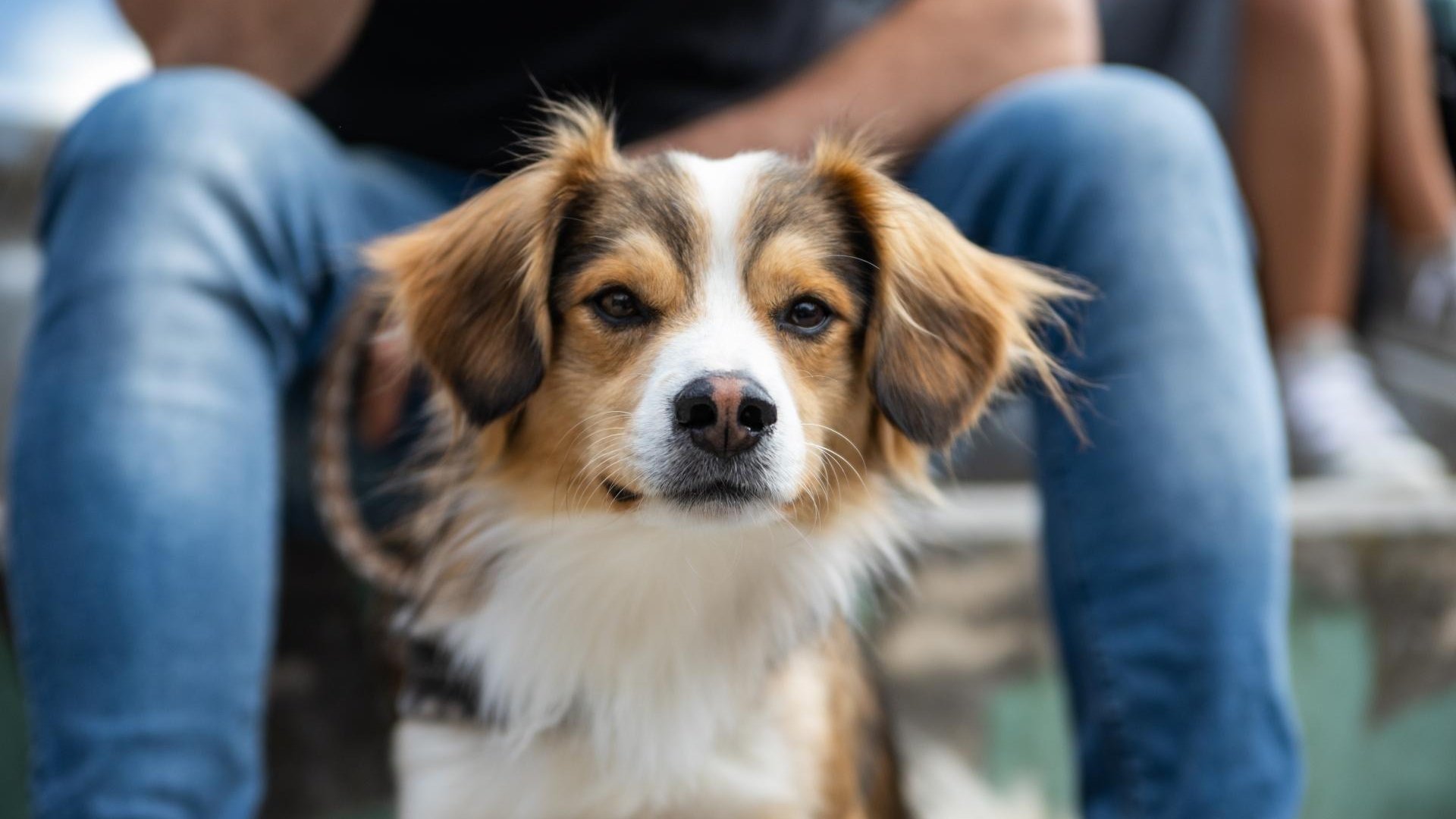 Urlaub mit Hund Südtirol: Tratterhof Mountain Sky Hotel