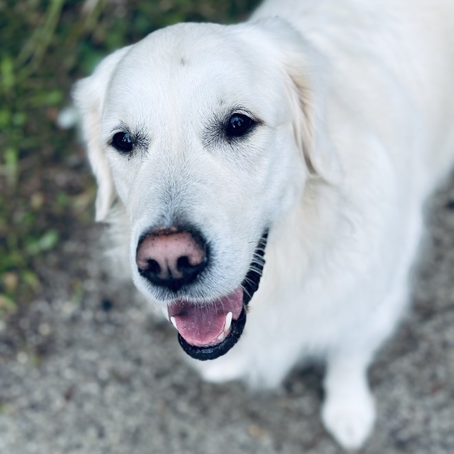 Urlaub mit Hund Südtirol: Tratterhof Mountain Sky Hotel Urlaub mit Hund Südtirol: Tratterhof Mountain Sky Hotel